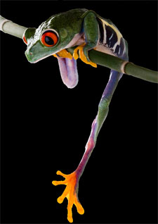 Frog looking down